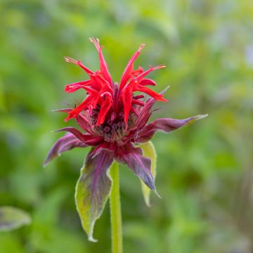 Monarda Cambridge Scarlet - Bergamotplant