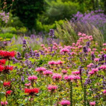 Monarda didyma Croftway Pink - Bergamotplant