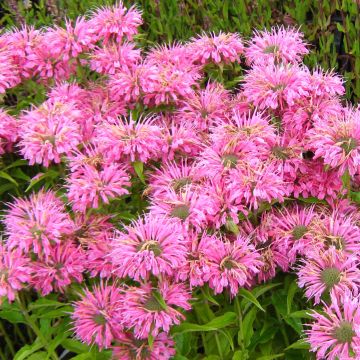 Monarda didyma Pardon My Pink - Bergamotplant