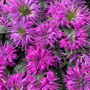 Monarda Purple Lace - Bergamotplant