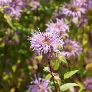 Monarda bradburiana - Bergamotplant