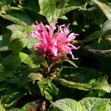 Monarda didyma Cranberry Lace - Bergamotplant