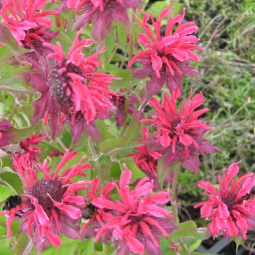 Monarda Gewitterwolke - Bergamotplant