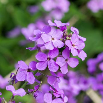 Lunaria annua - Judaspennig