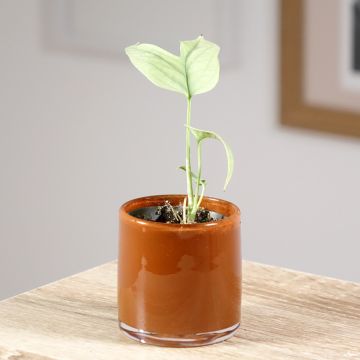 Amydrium medium Silver