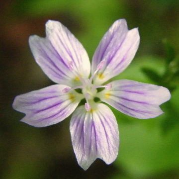Claytonia sibirica - Roze winterpostelein