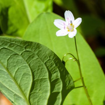 Claytonia sibirica Alba - Roze winterpostelein