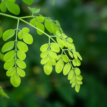 Moringa oleifera - Moringaboom