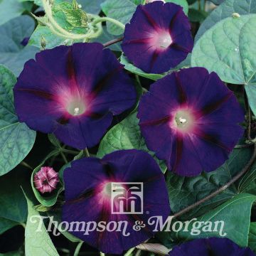 Ipomoea purpurea Star of Yelta (zaad) - Klimmende winde