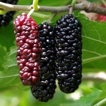 Moerbei Illinois Everbearing - Morus