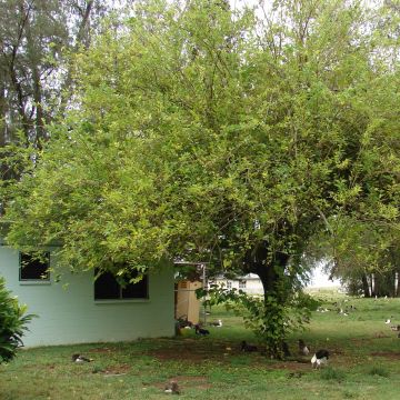 Morus alba - Witte moerbei