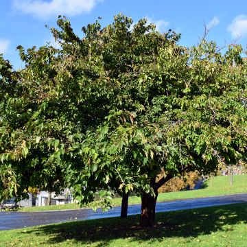 Morus kagayamae - Moerbeiboom
