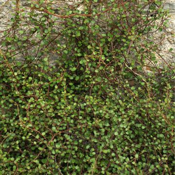Muehlenbeckia complexa - Draadstruik