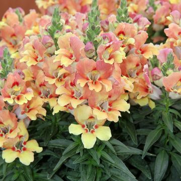 Leeuwenbek Dazzling Lips Yellow Eye - Antirrhinum majus