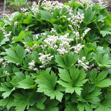 Mukdenia rossii - Mukdenia