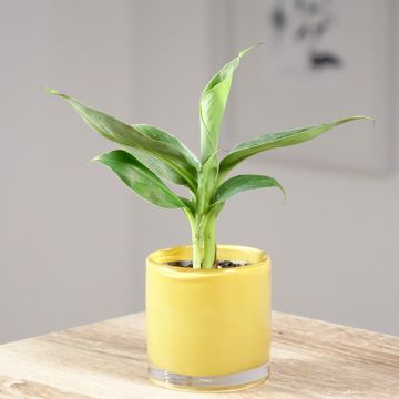 Musa acuminata - Bananenplant