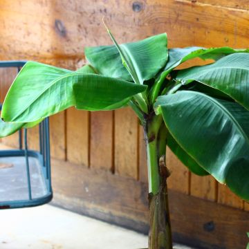 Musa basjoo Tchetchenia - Japanse vezelbanaan