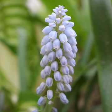 Muscari Baby's Breath - Wilde druifhyacint