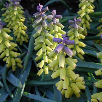 Muscari macrocarpum Golden Fragrance - Geel muskuskruid