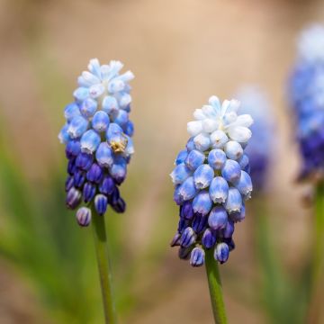Muscari Mount Hood - Blauwe druifjes