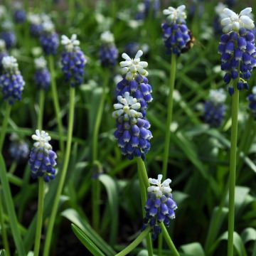 Muscari Touch of Snow - Blauwe druifjes