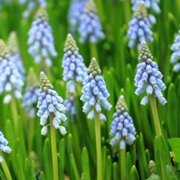 Muscari armeniacum Aqua Magic - Blauwe druifjes