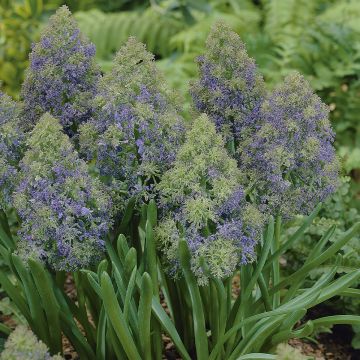 Muscari armeniacum Fantasy Creation - Blauwe druifjes