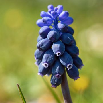Muscari neglectum - Wilde druifhyacint
