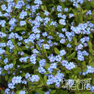 Myosotis sylvatica Savoie Blue (plugplanten) - Bosvergeet-mij-nietje
