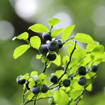 Blauwe bosbes - Vaccinium myrtillus