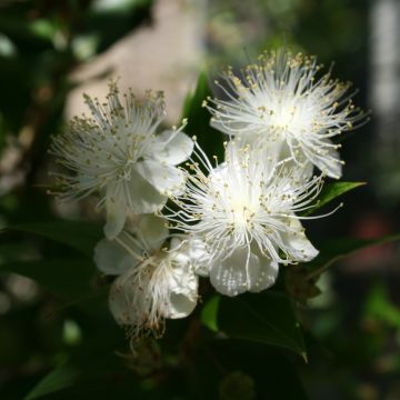 Myrtus communis - Mirte