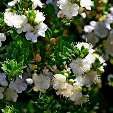 Myrtus communis subsp.Tarentina - Myrte commun 