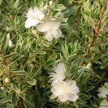 Myrtus communis Variegata - Bonte mirte