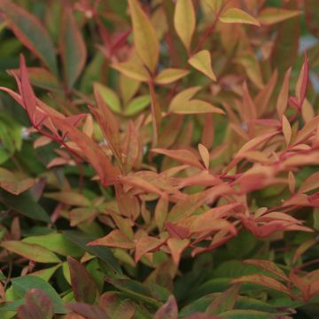 Nandina domestica Gulf Stream - Hemelse bamboe