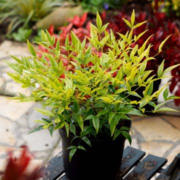 Nandina domestica Brightlight - Hemelse bamboe
