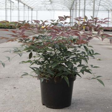 Nandina domestica Flirt - Hemelse bamboe