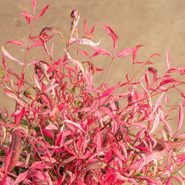 Nandina domestica Pretty Flamingo - Hemelse bamboe