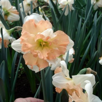 Narcissus Apple Pie - Narcis