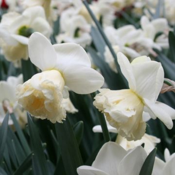 Narcissus Art Design - Spleetkronige narcis