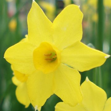 Narcissus Baby Moon - Dwergnarcis