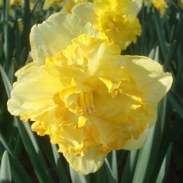 Narcissus Blazing Starlet - Spleetkronige narcis