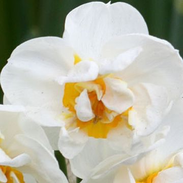 Narcissus tazetta Bridal Crown Tazetta-narcis
