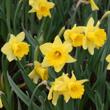 Narcissus Camelot - Grootkronige narcis