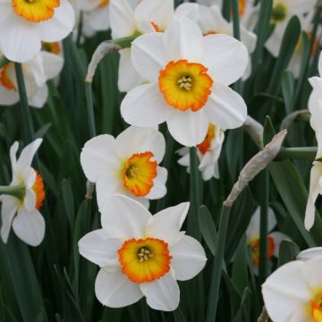 Narcissus Flower Record - Grootkronige narcis