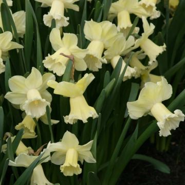 Narcissus Galactic Star - Trompetnarcis
