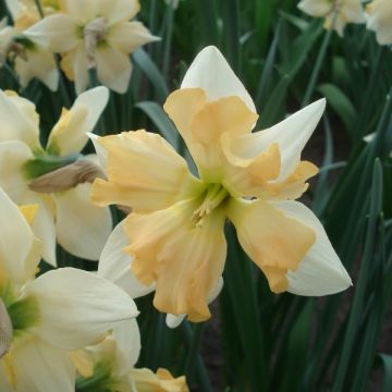 Narcissus Giant Split - Spleetkronige narcis