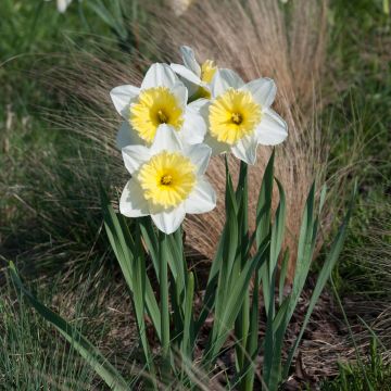 Narcissus Ice Follies - Narcis