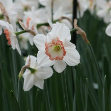 Narcissus Janis Babson - Grootkronige narcis