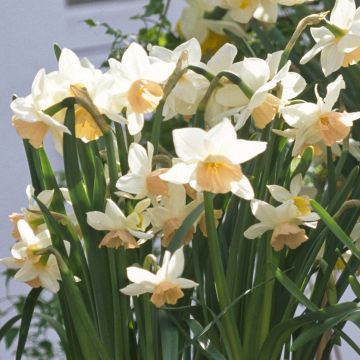 Narcissus Katie Heath - Triandrus-narcis