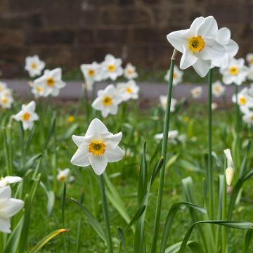 Narcissus Lancaster - Grootkronige narcis